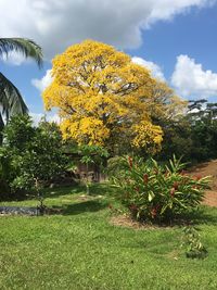 Flowers growing on tree against sky