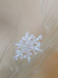 Close-up of frozen crystal