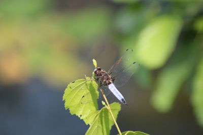 Close-up of insect on plant