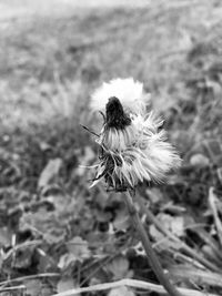 Close-up of insect on flower