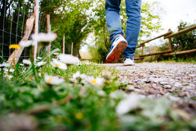 Low section of person walking on flowering plants