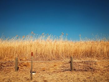 Scenic view of field against clear blue sky