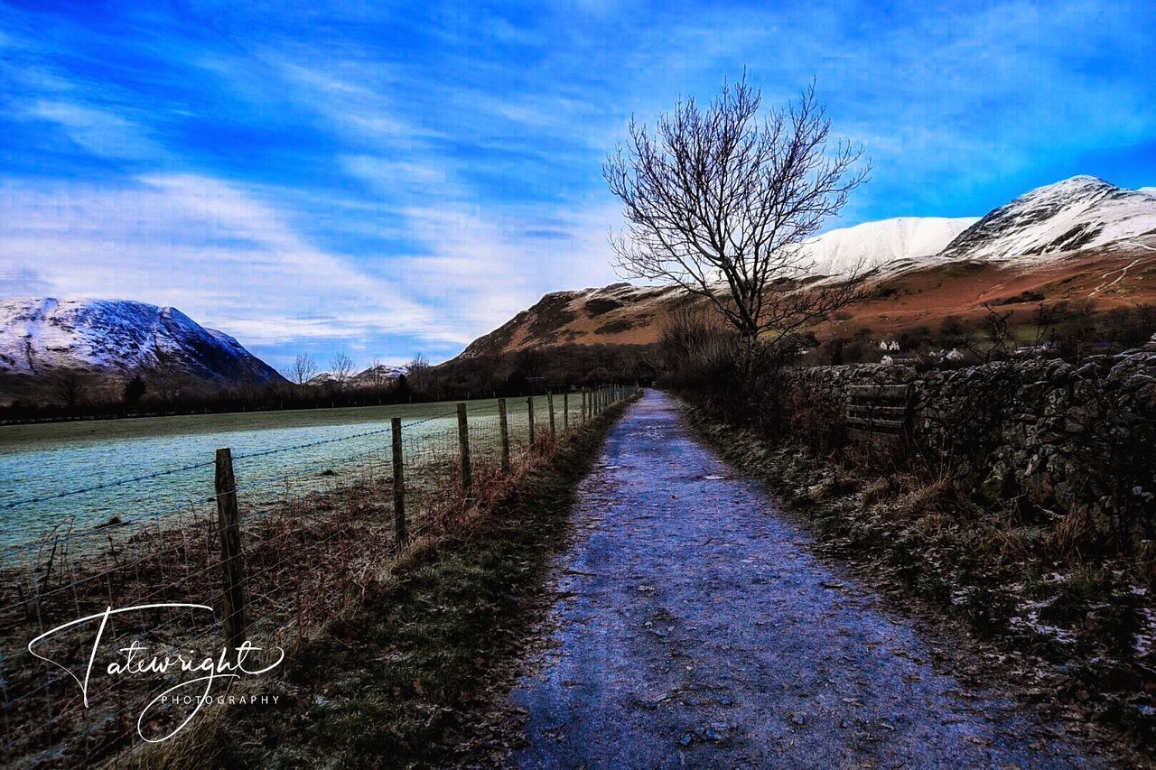 SCENIC VIEW OF BARE TREES AND PLANTS AGAINST SKY