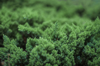 Close-up of pine tree