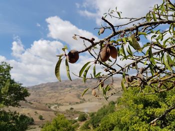 Low angle view of tree against sky