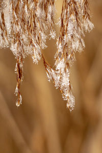 Close-up of frozen plant