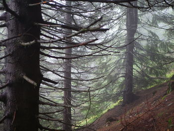 Low angle view of bare trees in forest