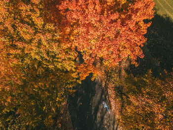 Trees in forest during autumn