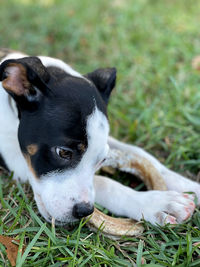 Close-up of a dog on field