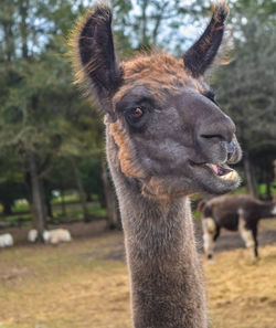 Close-up portrait of horse