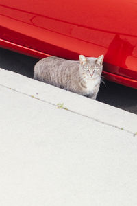 Cat looking away