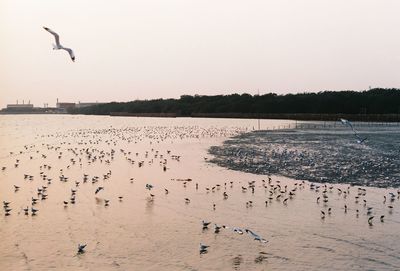 Flock of birds flying over land