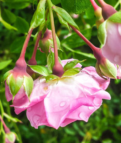 Close-up of pink flowers