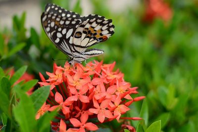 Close-up of butterfly on coral ixoras