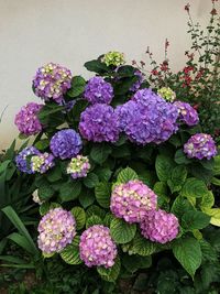 Close-up of purple hydrangea flowers