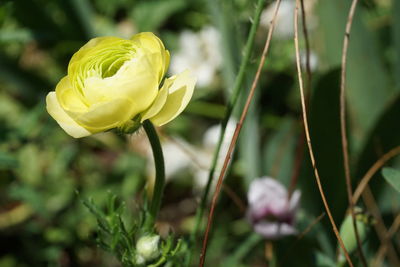 Close-up of yellow flowering plant