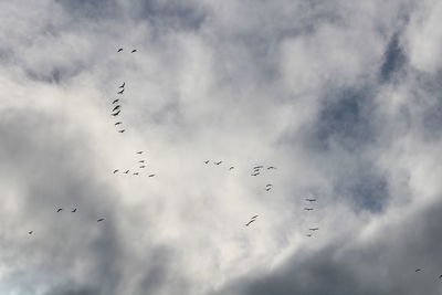 Low angle view of birds flying over cloudy sky