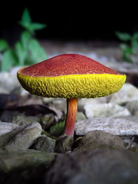 Close-up surface level of mushroom on ground