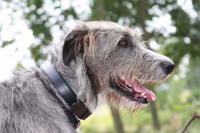 Close-up of dog against sky