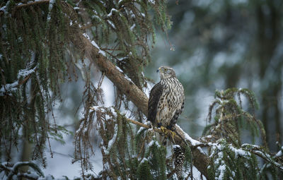Bird perching on tree