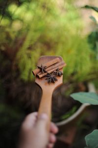 Close-up of hand holding plant