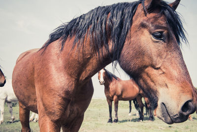 Horse standing in ranch