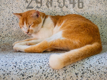 Close-up of cat sleeping