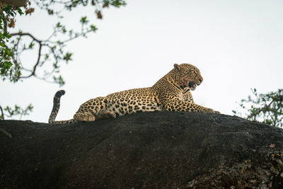 Female leopard