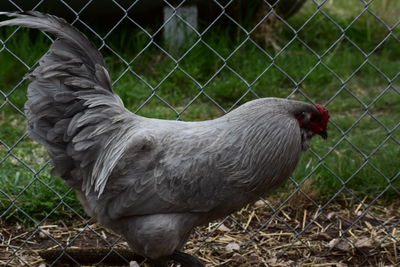 Close-up of a bird on land