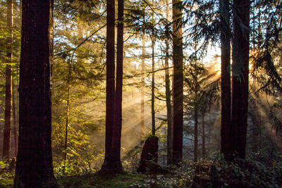 Pine trees in forest