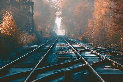 Diminishing perspective of railroad tracks amidst trees in forest during autumn
