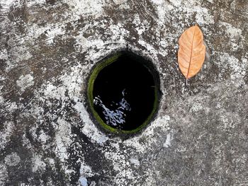 High angle view of orange leaf on wall