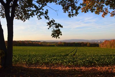 Scenic view of agricultural field against sky