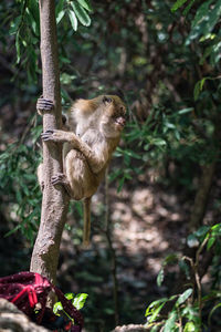 Monkey in a forest