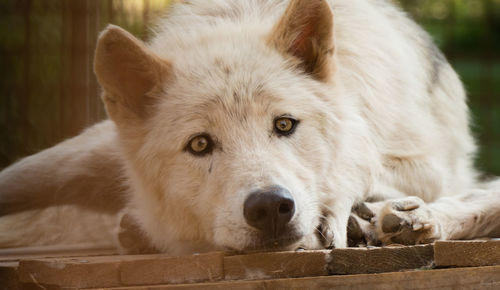 Close-up portrait of dog relaxing outdoors