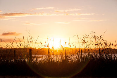 Close-up of plants against sky during sunset