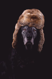Close-up portrait of a dog over black background