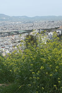 Plants growing by buildings against sky in city