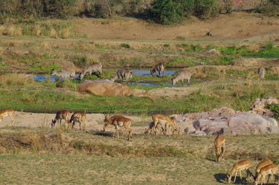 High angle view of various animals on field