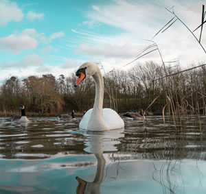 Swan swimming in lake against sky