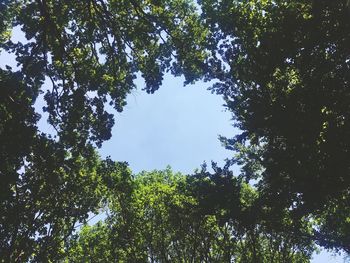 Low angle view of trees against sky