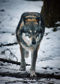 Portrait of an animal on snow covered land