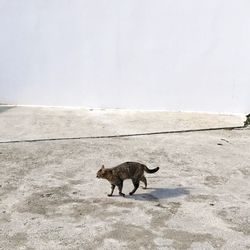 Cat on walkway against wall
