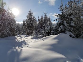 Snow covered trees against sky