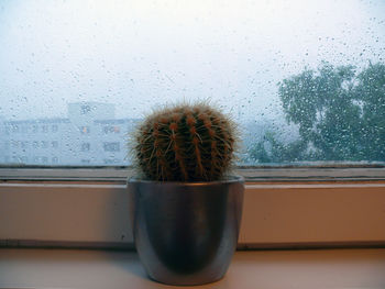 Potted cactus by window during rainy day
