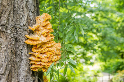 Close-up of fresh orange leaf on tree trunk