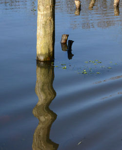 Close-up of duck swimming on lake