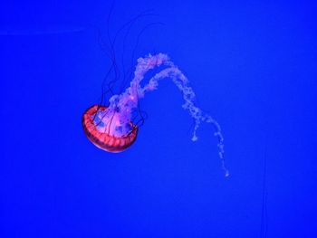 Jellyfish swimming in sea