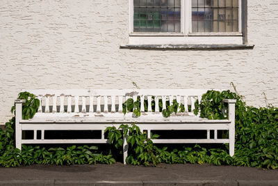 Old bench covered by ivy against building 