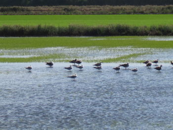 Ducks swimming in lake